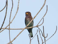 Broad-billed Roller