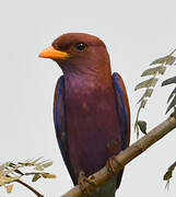 Broad-billed Roller