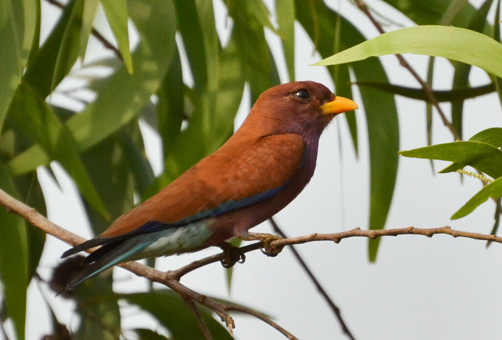 Rolle violetadulte, identification