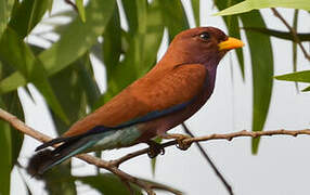 Broad-billed Roller