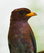 Broad-billed Roller