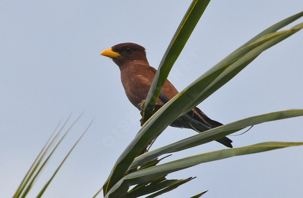 Broad-billed Roller