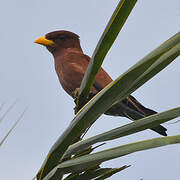 Broad-billed Roller