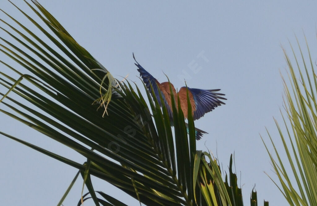 Broad-billed Roller, Flight