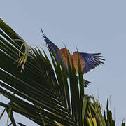 Broad-billed Roller