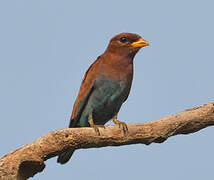 Broad-billed Roller