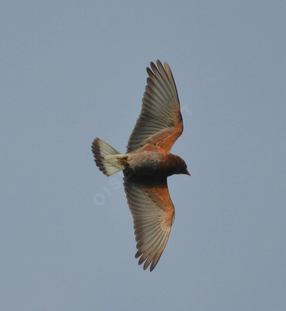 Broad-billed Roller, Flight