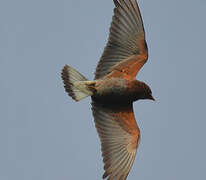 Broad-billed Roller