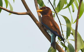 Broad-billed Roller