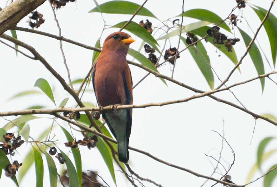 Broad-billed Rolleradult, identification