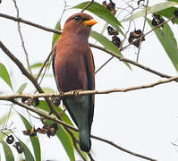 Broad-billed Roller