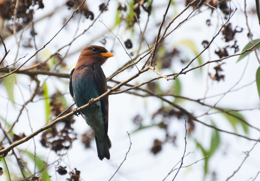 Broad-billed Rolleradult