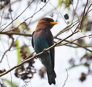 Broad-billed Roller