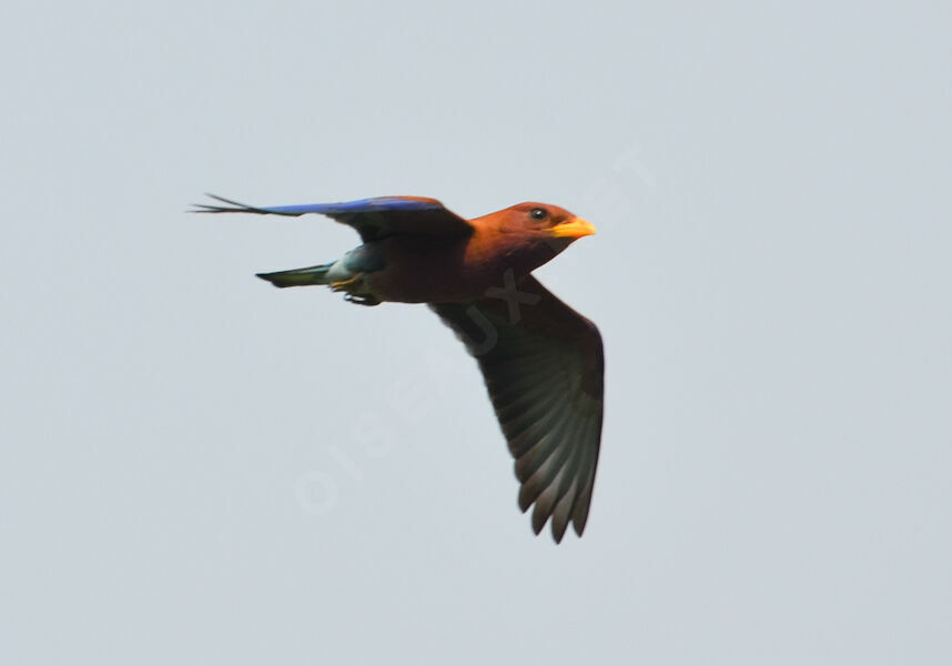 Broad-billed Rolleradult, Flight