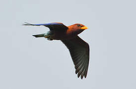 Broad-billed Roller