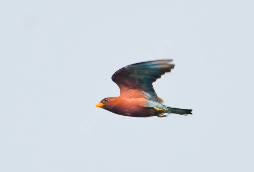 Broad-billed Rolleradult, Flight