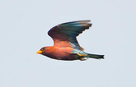 Broad-billed Roller