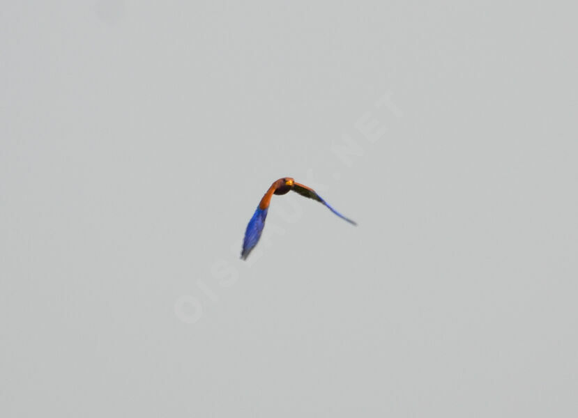 Broad-billed Rolleradult, Flight