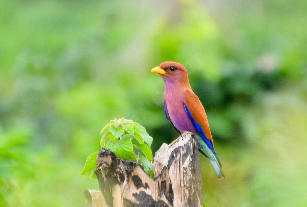 Broad-billed Rolleradult, identification