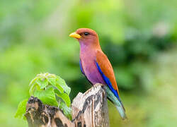 Broad-billed Roller