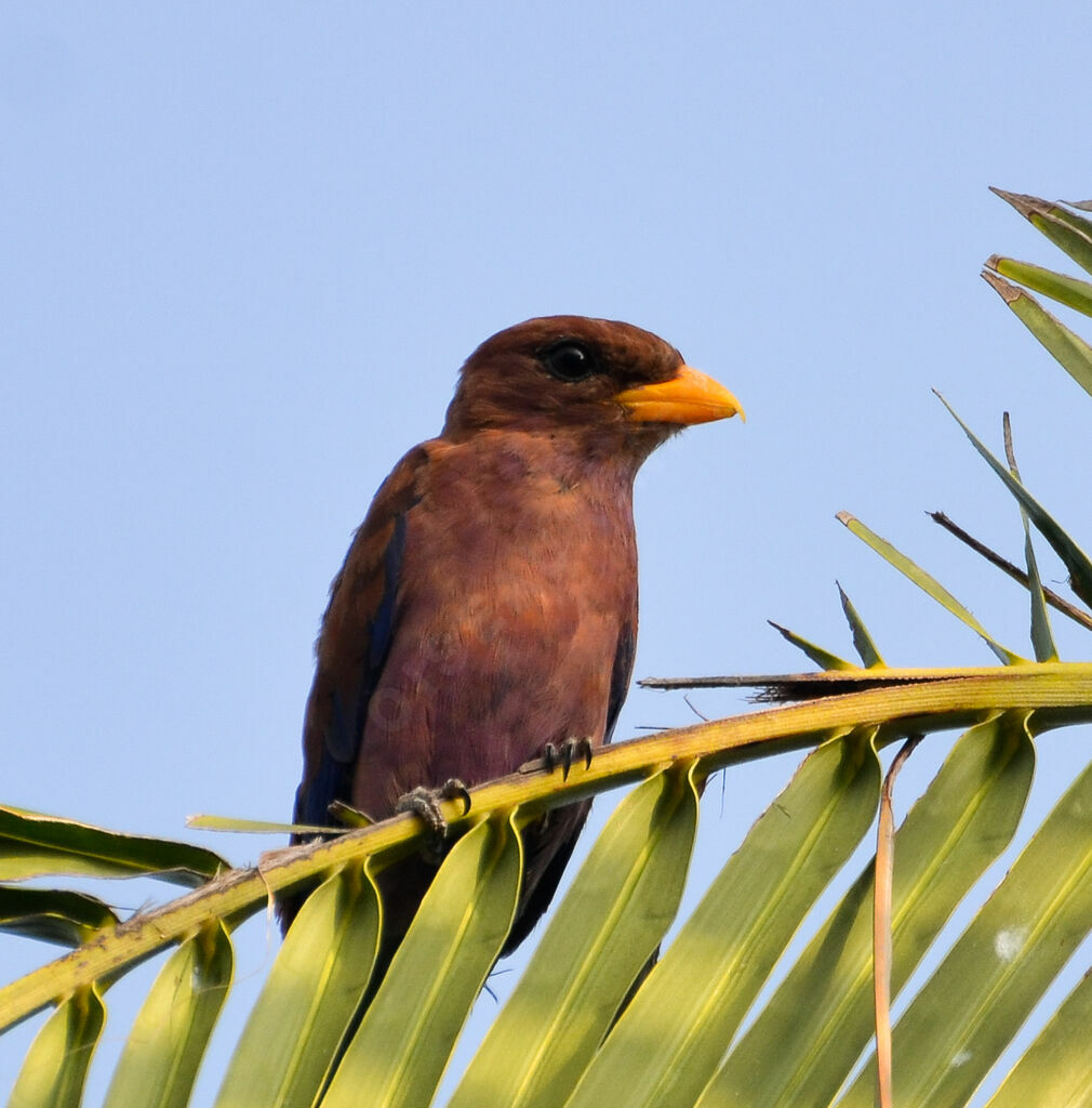 Broad-billed Rolleradult, identification