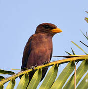 Broad-billed Roller