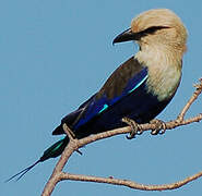 Blue-bellied Roller