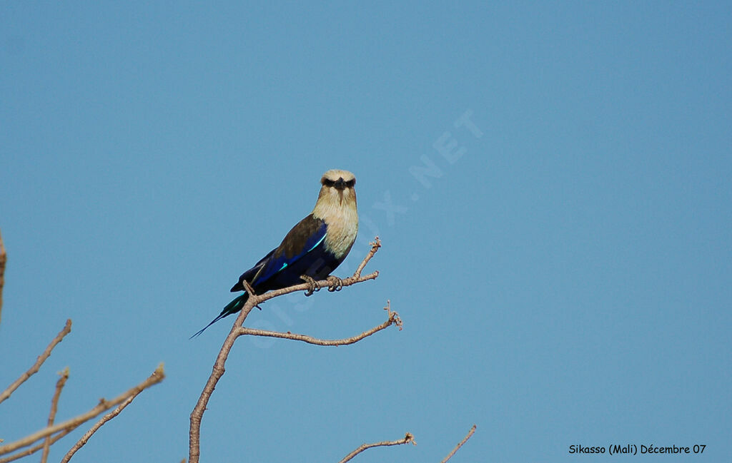 Blue-bellied Rolleradult