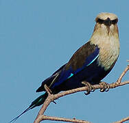 Blue-bellied Roller