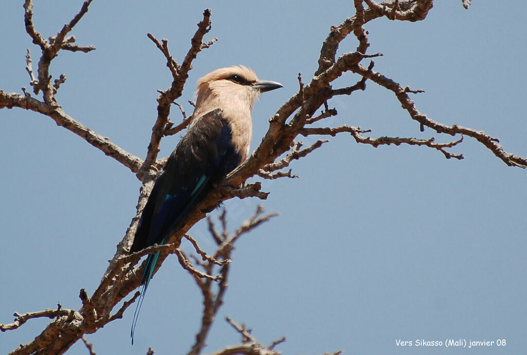 Blue-bellied Rolleradult