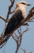 Blue-bellied Roller