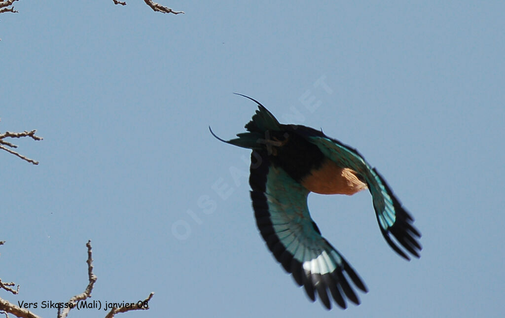 Blue-bellied Rolleradult