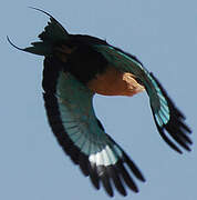 Blue-bellied Roller