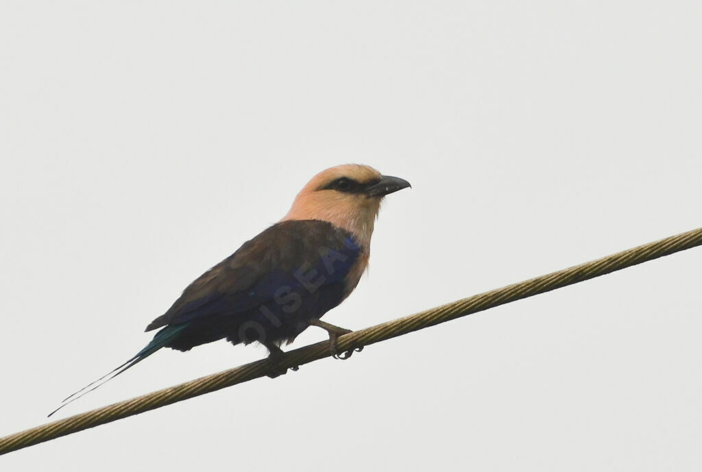 Blue-bellied Rolleradult