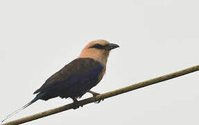 Blue-bellied Roller