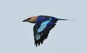 Blue-bellied Roller