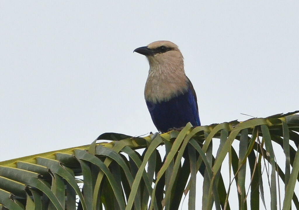 Rollier à ventre bleuadulte, identification