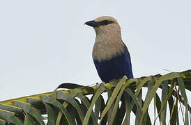 Blue-bellied Roller