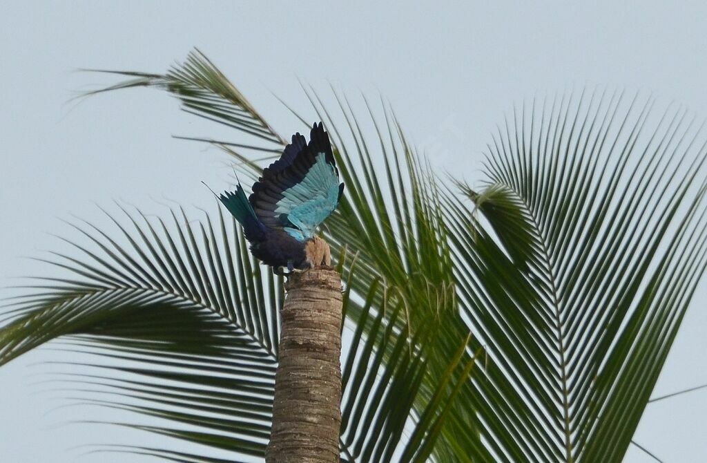 Blue-bellied Rolleradult