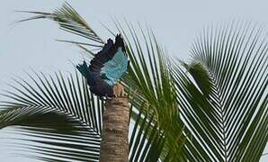 Blue-bellied Roller