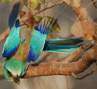 Abyssinian Roller