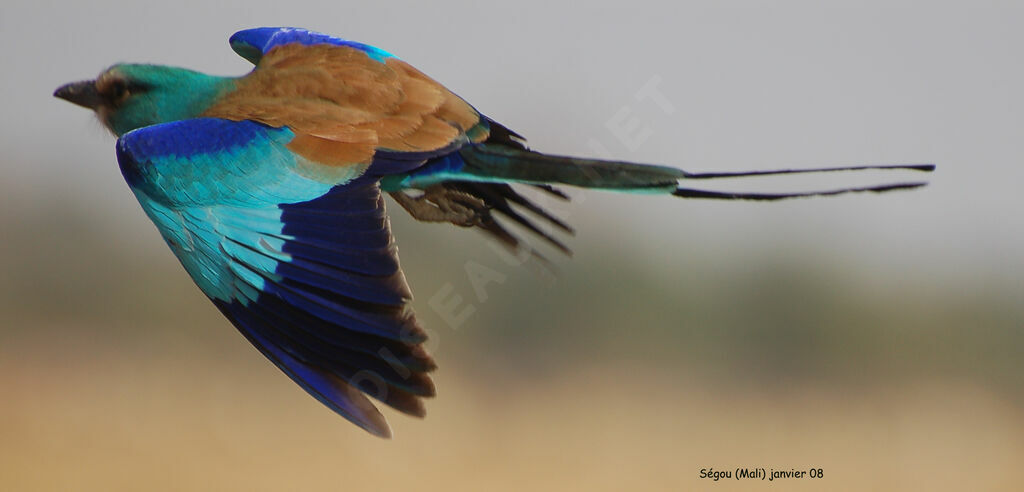 Abyssinian Roller