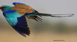 Abyssinian Roller