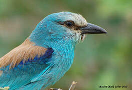 Abyssinian Roller