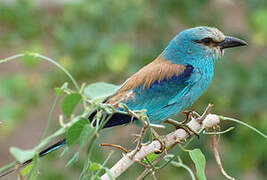 Abyssinian Roller