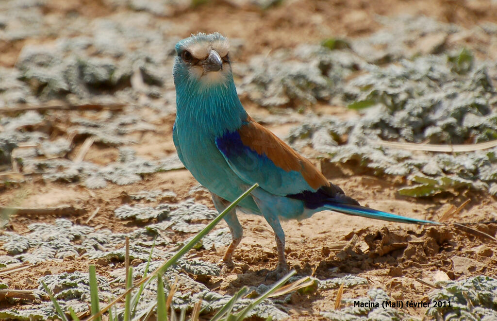 Rollier d'Abyssinieadulte, identification