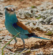 Abyssinian Roller