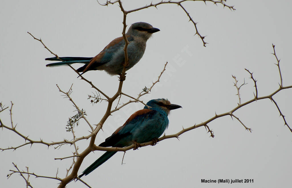 Abyssinian Roller, Behaviour