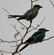 Abyssinian Roller