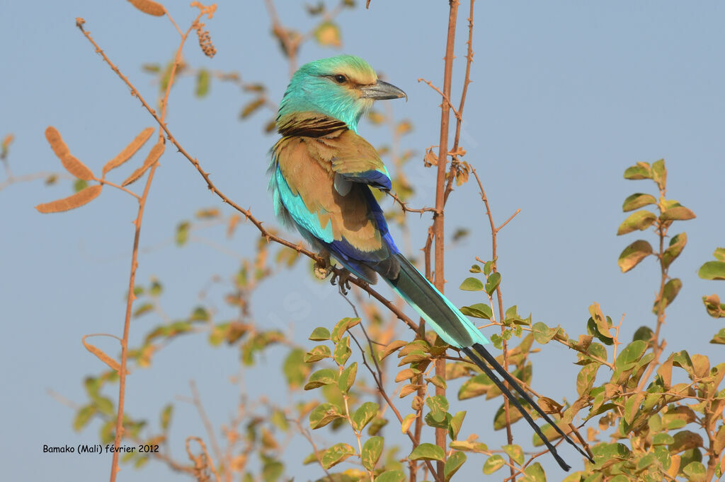 Rollier d'Abyssinieadulte, identification